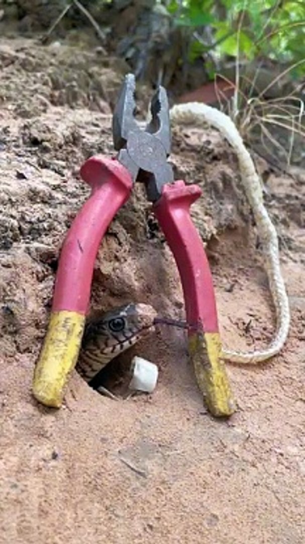 ⁣cobra snake trap, DIY snake trap, plastic container trap, PVC pipe snake trap, big snake trap, effec