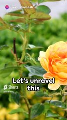 Roses_ A Brief Encounter