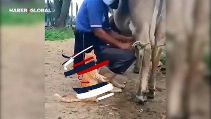 Karnı acıkan kedi sütün kaynağını görünce dayanamadı: "Kanka fışıktır buraya taze taze içelim"