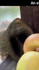 How many apples can an elephant eat? #microfacts