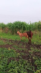 Two Goat Are Fighting