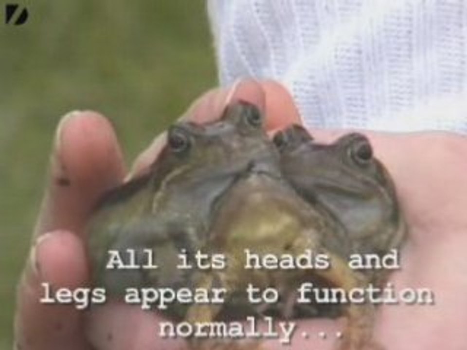 Three-Headed Frog