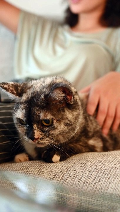 cat videos