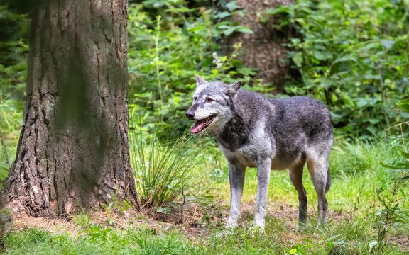 Une mère de famille grièvement blessée après avoir été attaquée par des loups au zoo de Thoiry