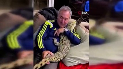 Timsaha tasma takarak sokakta gezdirdi!