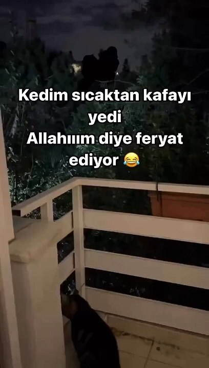 Bu sıcaklarda bu kediye %100 hak verilir 