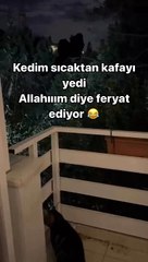 Bu sıcaklarda bu kediye %100 hak verilir 