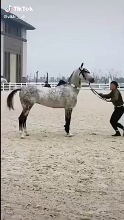 Amazing horses ride