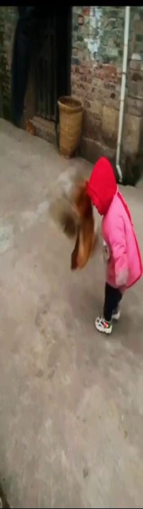 chikken attack on cute babies #chicken #angrybird #cutebaby #baby