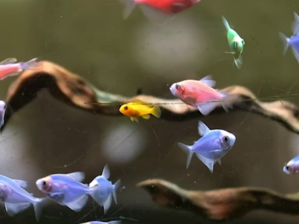 Beautiful fish 