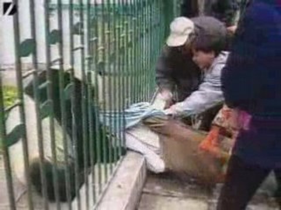 Panda Rips Off Mans Jacket