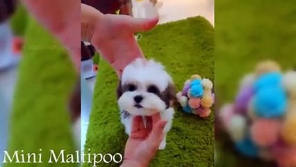 AWWW..!!CUTEST DOGS IN THE WORLD