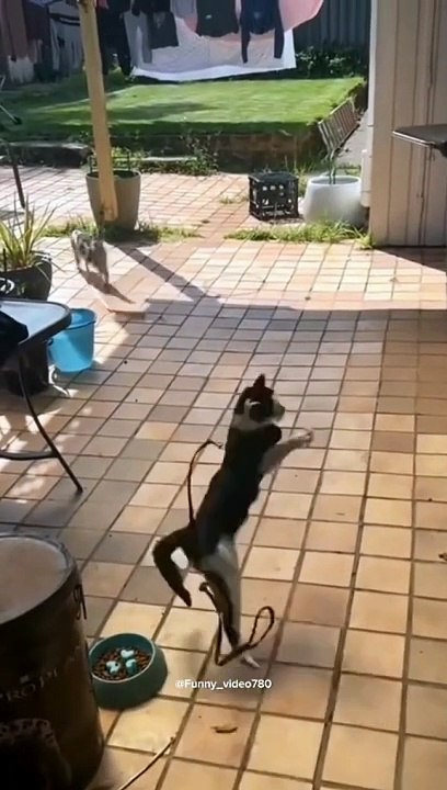Fani cat