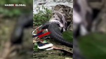 Avladığı timsahı yemeye çalışan anakondanın zorlandığı anlar: Hazmetmesi uzun sürdü