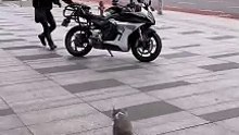 Cats jump in the motorcycle . ❤️