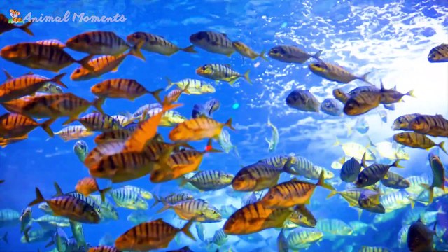 Amazing Animal Moments - Dogs, Cats, Goats, Tigers, Hippos - Familiar Animals