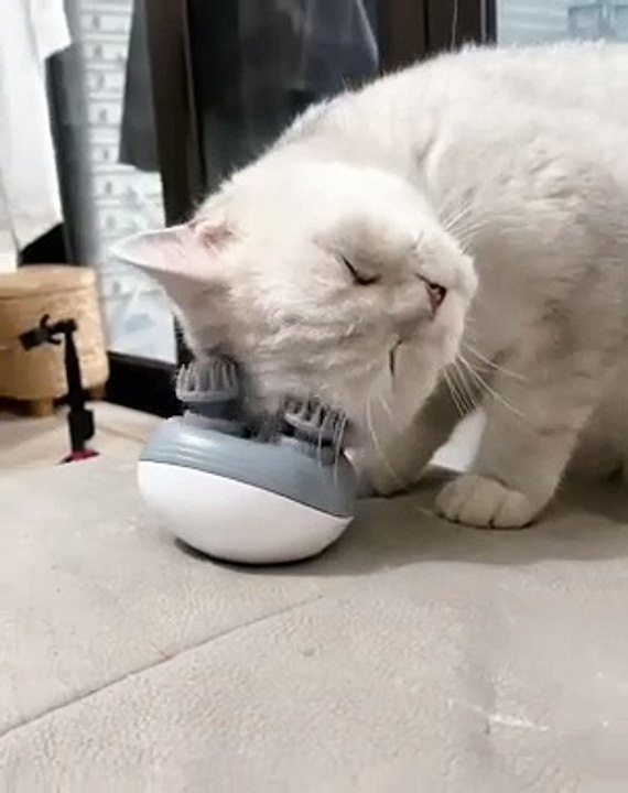 Lovely Little Pets