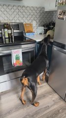 Doberman Barks at Cantaloupe on Kitchen Countertop