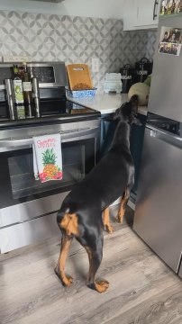 Doberman Barks at Cantaloupe on Kitchen Countertop