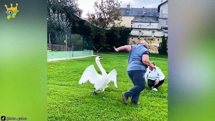 Hero Animal Save Human Life