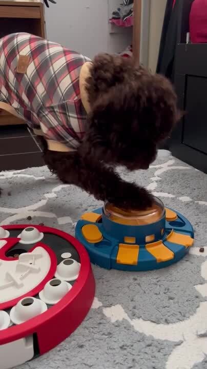 Puppy Gets Annoyed With Food Dispenser Toy