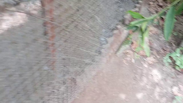 Peacock Dancing | Mor ka dance