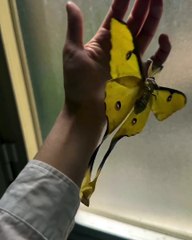 "Butterflies are free souls"