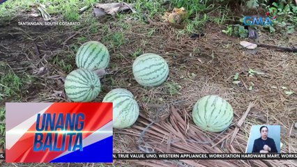 Ilang inaning pakwan, matabang daw at madaling mabulok dahil sa pag-uulan | Unang Balita