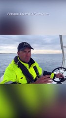 Humpback whale finally free after 9 days entangled