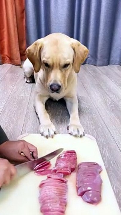 Clever dog