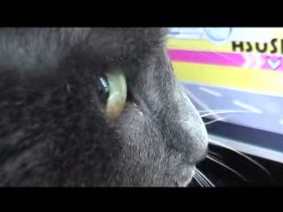 Qu'est ce qu'un chat ?