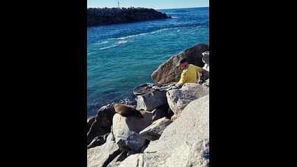 Plastic-trapped seal freed after months-long mission