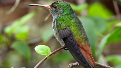 L'Amérique centrale, côté sauvage