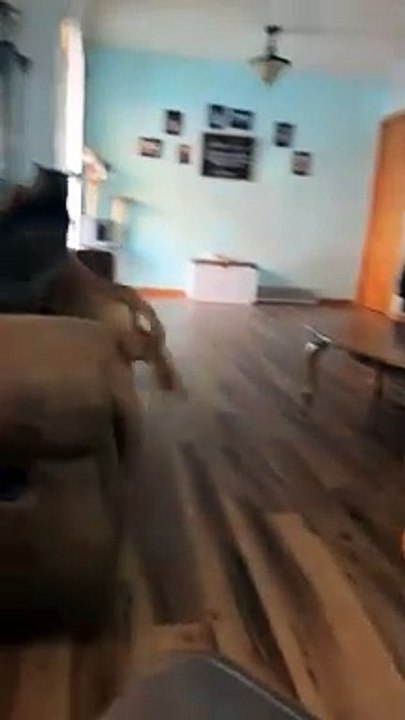 Dogs And Cat Playing