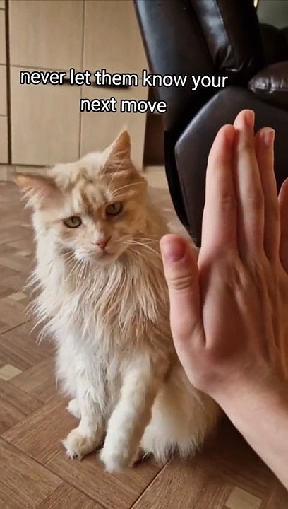 Furry Fun: Hilarious Animal Antics Wow! Cute Cat