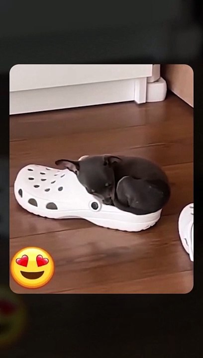 Funny Animals Video