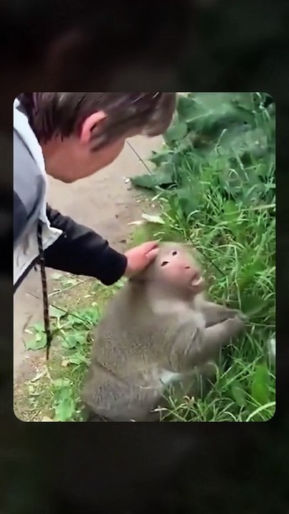 Funny Animals Video