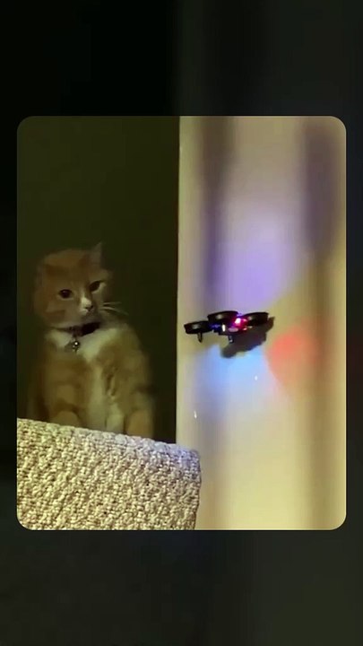 Funny Animals Video