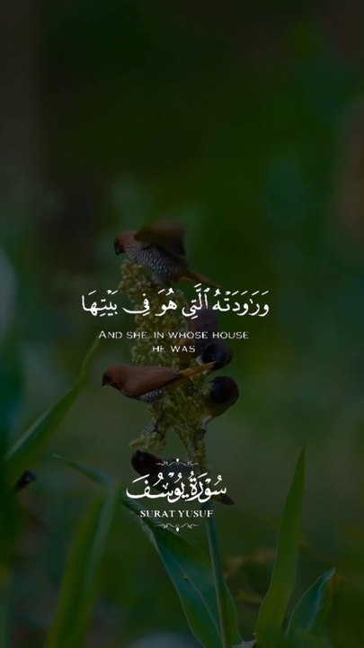 HlloQuran and Beautyfull bird vedio
