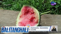 Mga pananim na pakwan, nasisira dahil sa labis na ulan | Balitanghali