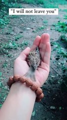 This little bird refuses to leave the hand of its rescuer. Every time they try to let it fly away, it just comes back.   (@sam.barley12) #bird #animalvideos