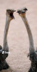 khawab me shuter murgh (ostrich) dekhne ki tabeer