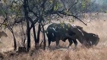3 Lions Bring Down Buffalo In Epic Battle _Not For Sensitive Viewers_