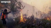 Kebakaran 50 Ha Lahan di Bromo, BNPB: Api Menyebar Cepat di Hutan Kering