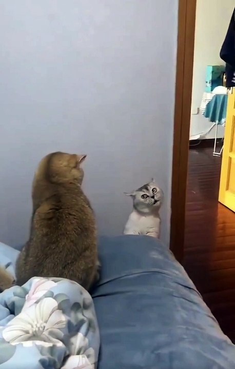 Cat cute fight