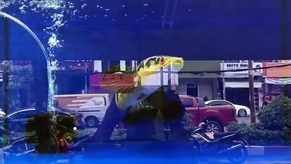 Cá lóc vẩy rồng vàng cực đẹp size to khổng lồ