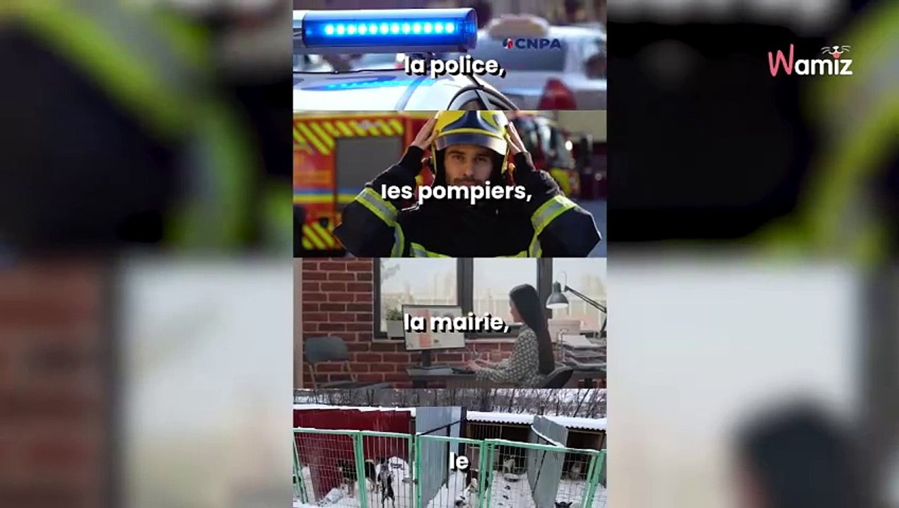 La mise en place la première ligne téléphonique nationale pour signaler les violences contre les animaux : Le 36.77 est joignable 7 jours sur 7 et 365 jours par an