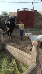 Badoo Badi #Bakra lari Badoo Badi