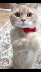 Funniest Videos 2022 _ Funny Cats _ #cute #cat #short #24