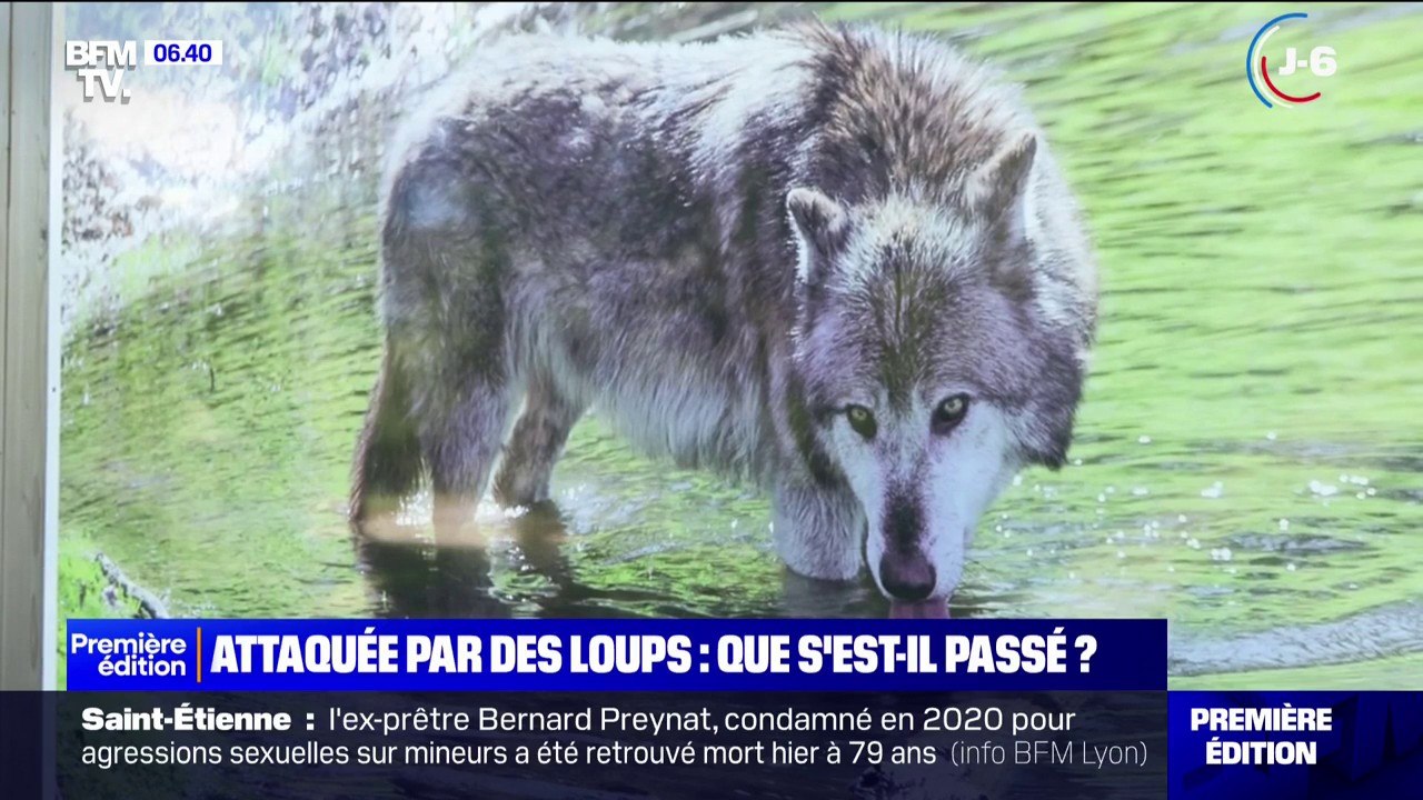 Ce que l'on sait de l'attaque d'une joggeuse par des loups au zoo de Thoiry